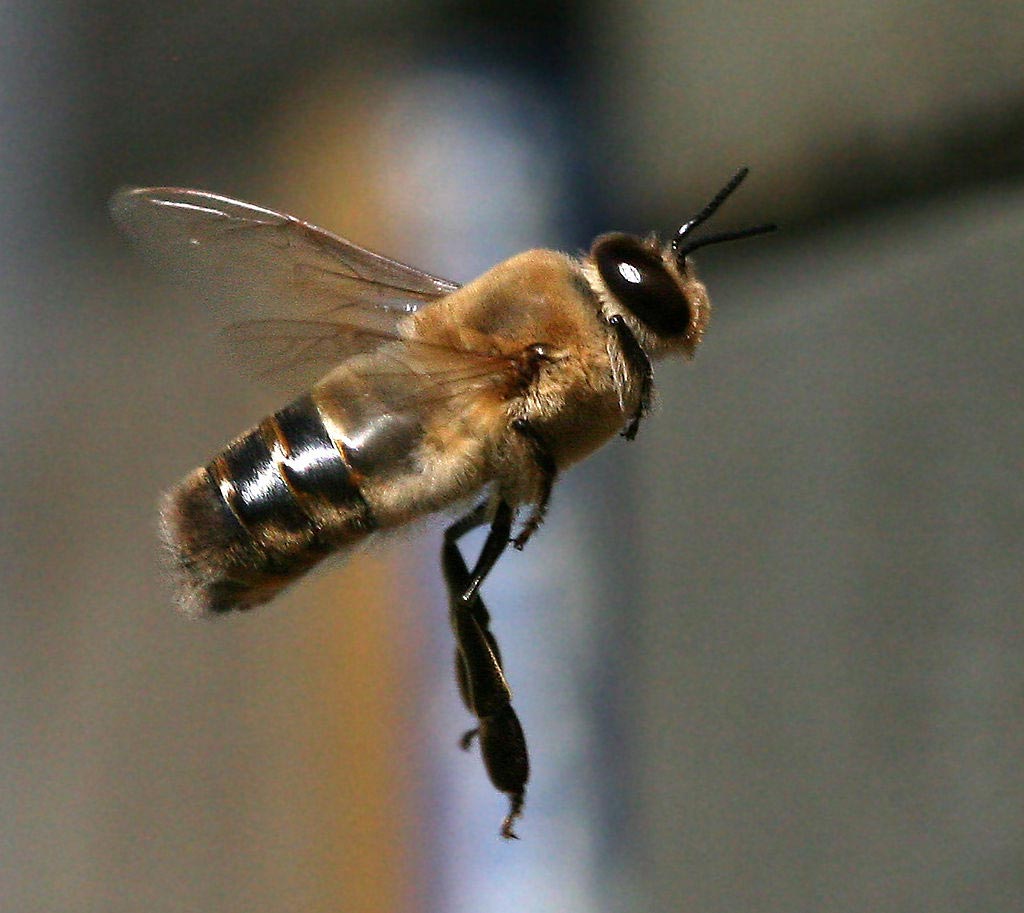 Bee Drones: What You Don’t Know About Their Lifes