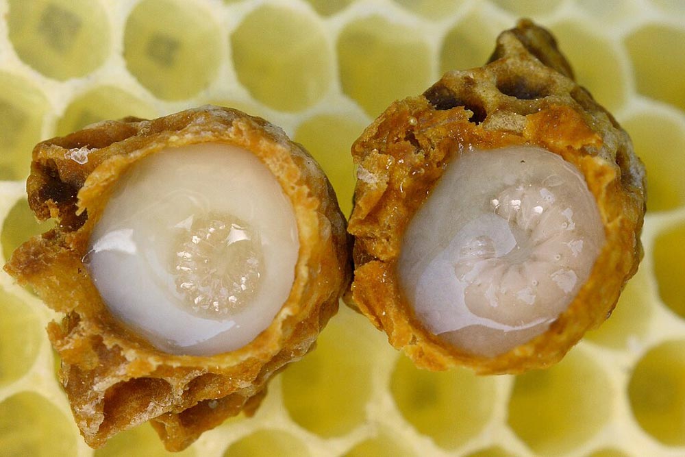 Two queen cups filled with royal jelly