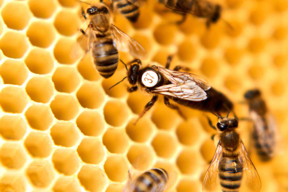 How is a queen bee born? A queen bee on honeycomb with worker bees