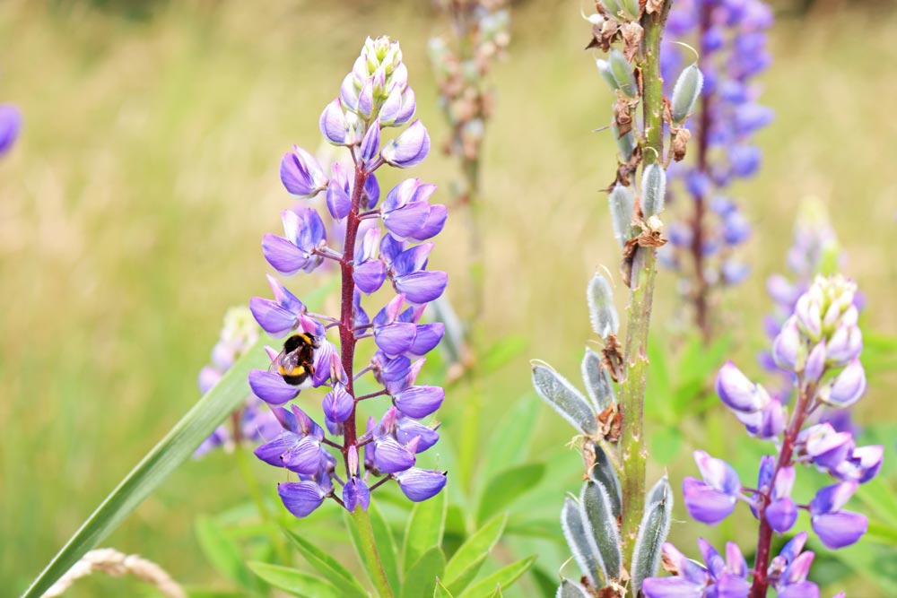 Bumblebee on a Lupine in a Bee-friendly garden