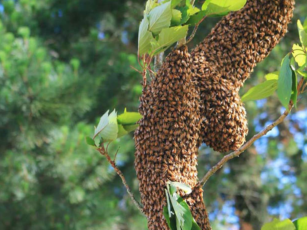 Why Do Bees Swarm? A Beekeeper Explains