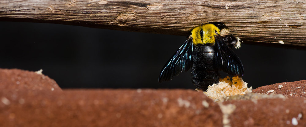 Carpenter Bee boring into wood