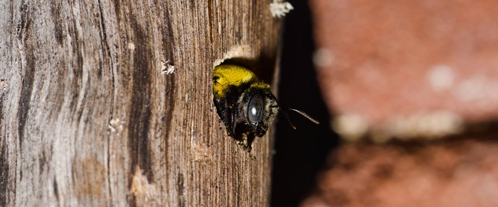 Carpenter Bee in wood