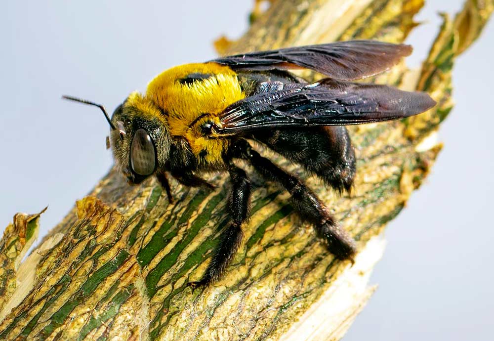 What does a Carpenter Bee look like?