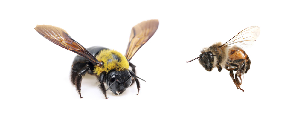 Carpenter Bee vs. Honeybee