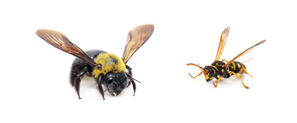 Carpenter Bee vs. Wasp or Yellowjacket