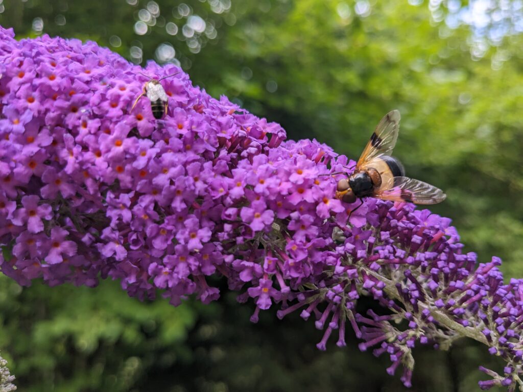 Butterfly bushes are good for pollinating insects