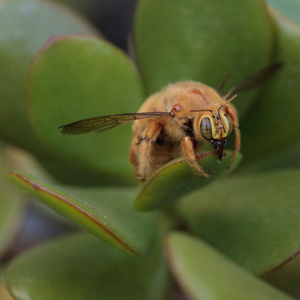 A valley carpenter bee