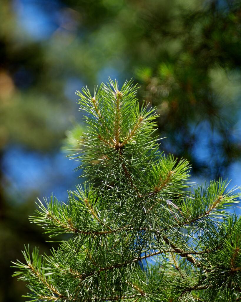 Shoots and Stems of a Pine Tree