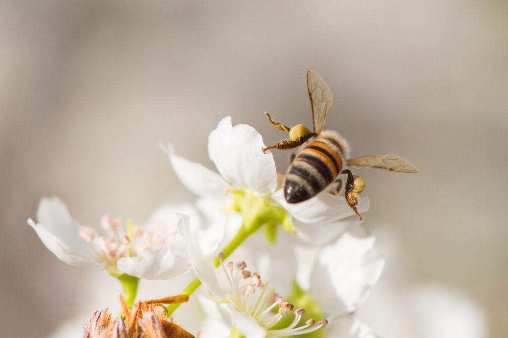 Honeybees stick the pollen to their back legs when collecting pollen
