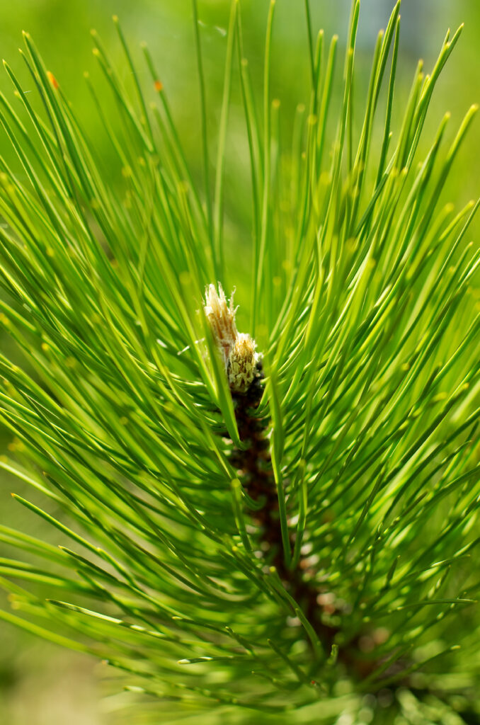 A closeup photo of young pine tree