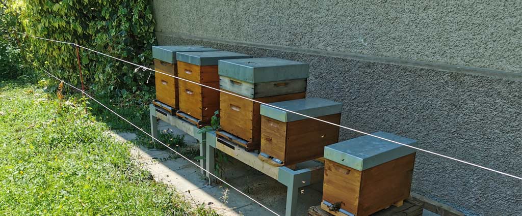 Beginner friendly Beehives - Dadant Beehives are good beginner beekeepers