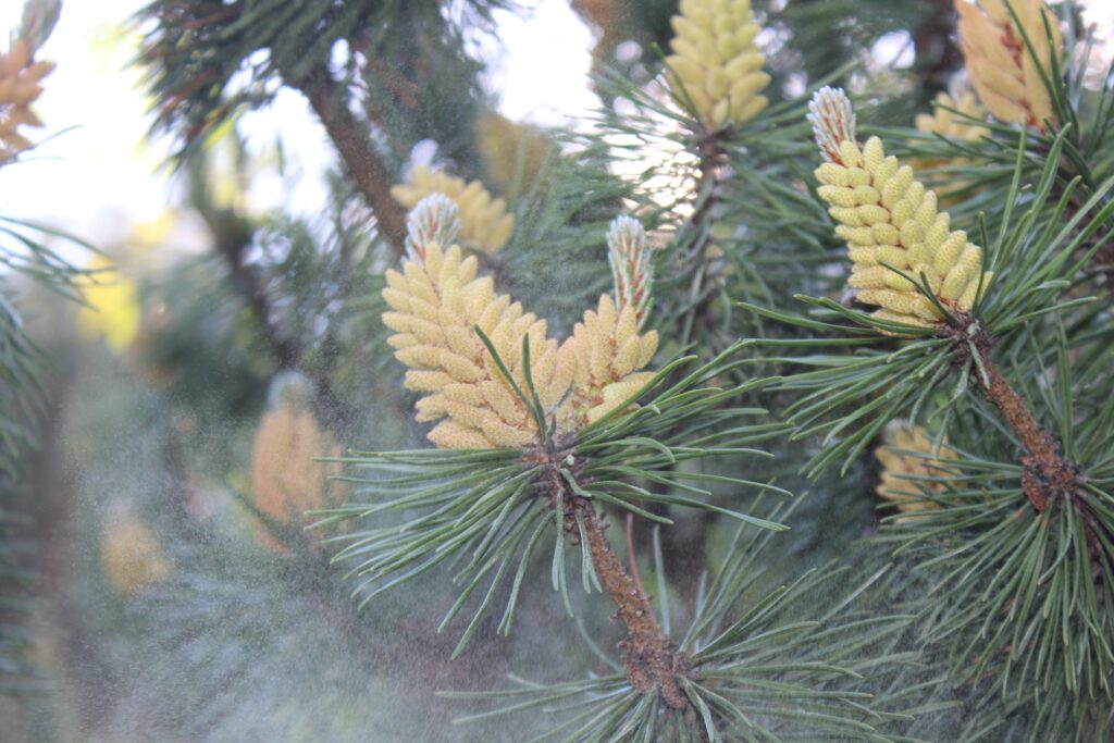 The Benefits of Pine Pollen are various. In this picture you can see how a pine tree spreads its pollen with the wind